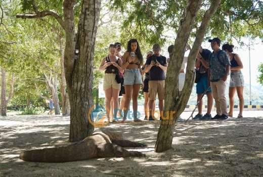 5 Best things to do in Komodo National Park
