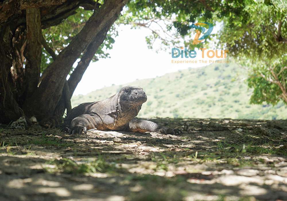 Komodo National Park