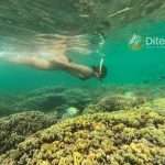 Manjarite Island, Amazing Coral Gardens