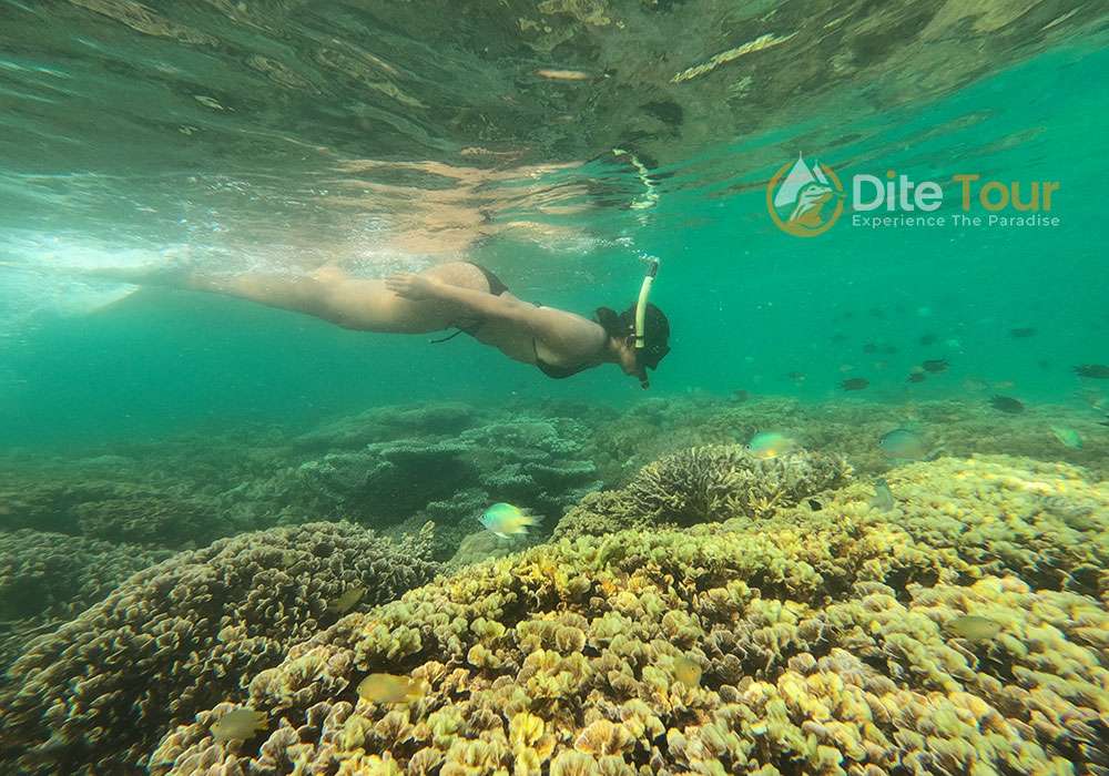 Manjarite Island, Amazing Coral Gardens