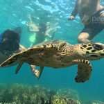 Siaba Island Komodo, Snorkeling with Turtles