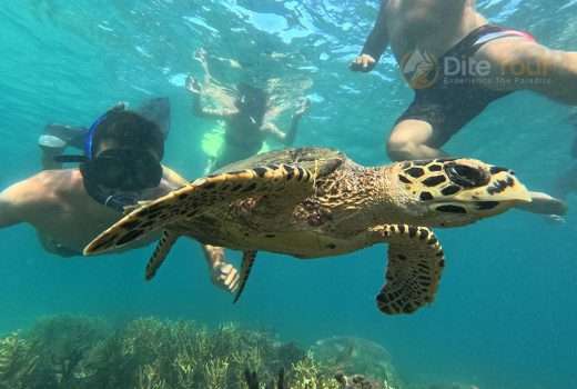 Siaba Island Komodo, Snorkeling with Turtles