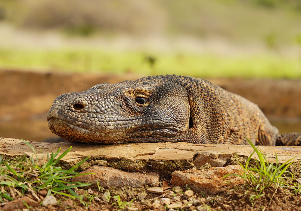 Komodo Dragon in Indonesia